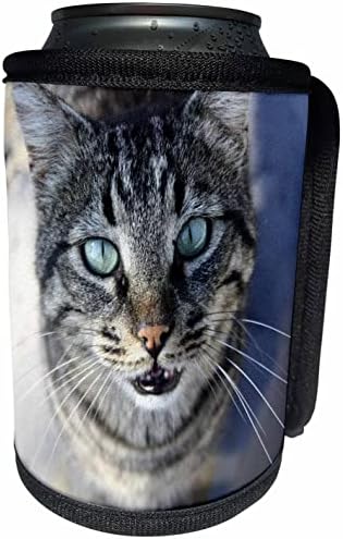 3. Снимка на Раиран котка с мустаци Аз се грижат за своите мустаци - Опаковки за бутилки-охладител в банката (cc-361044-1)